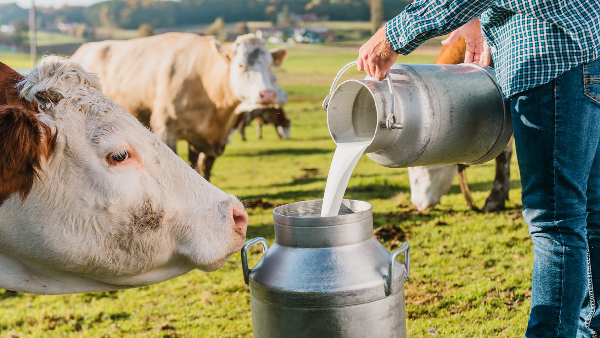 Is rauwe melk van de melktap gezonder dan melk uit